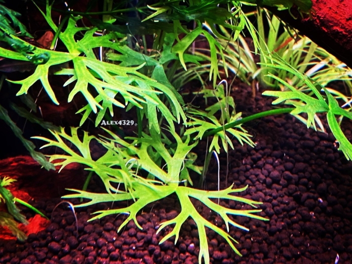 Ранункулус инундатус или водный лютик