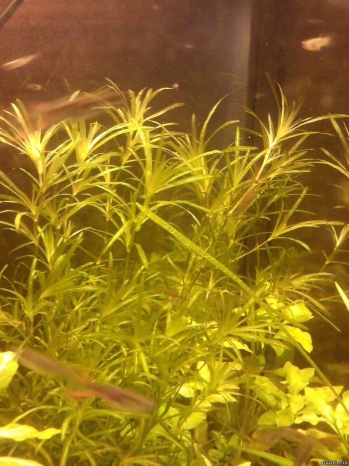 Наяс аквариумное растение