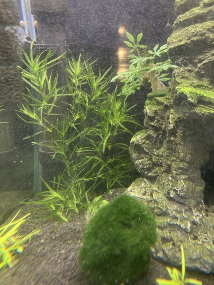 Наяда наяс аквариумное растение