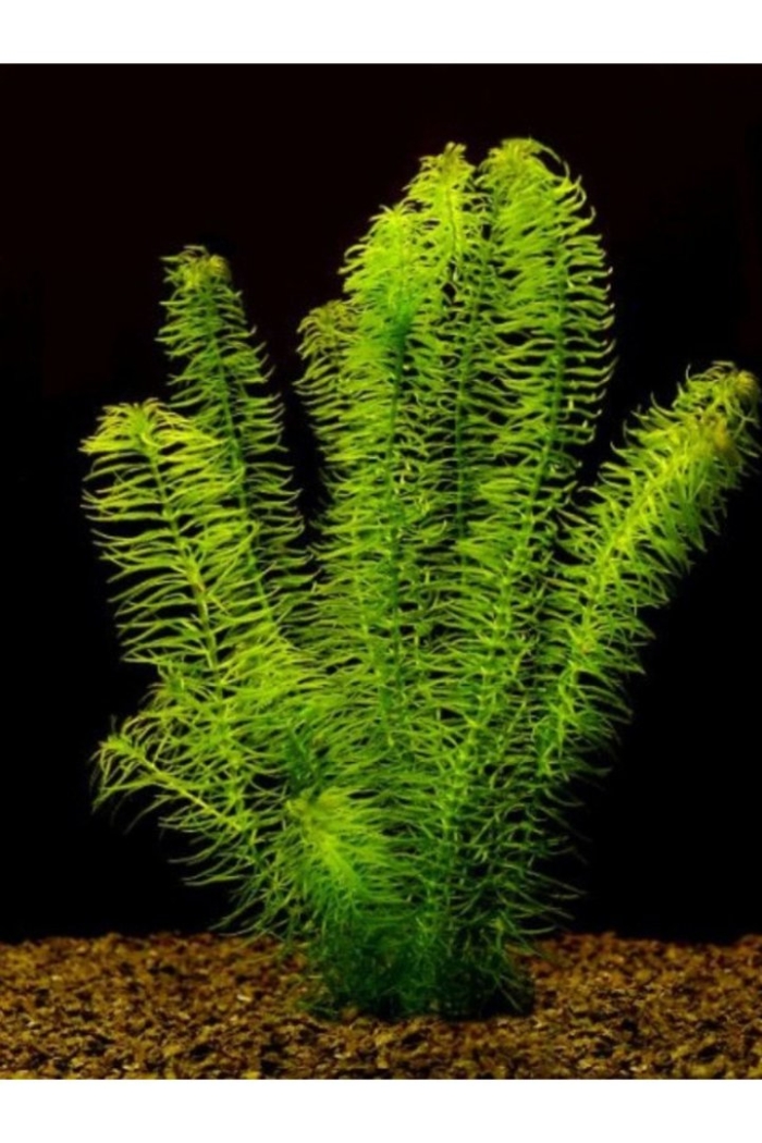 Элодея наяс