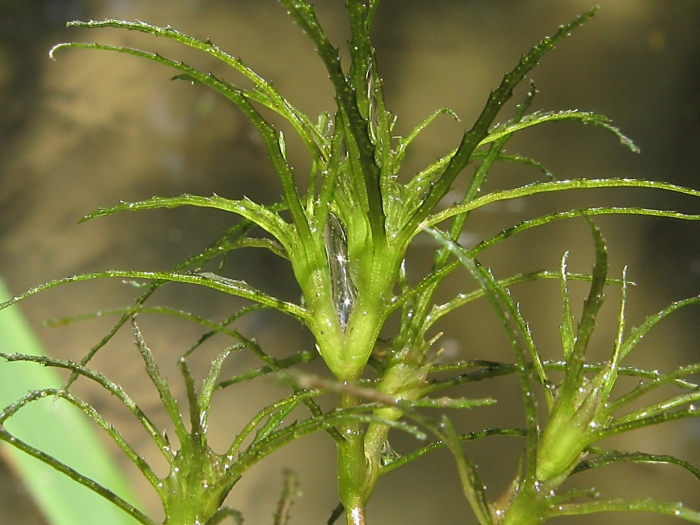 Наяс (наяда гваделупская)