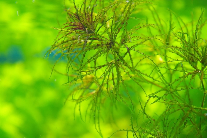 Наяс рорайма аквариумное растение