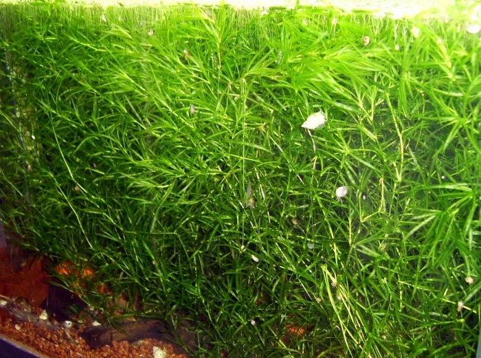 Наяс (наяда гваделупская)