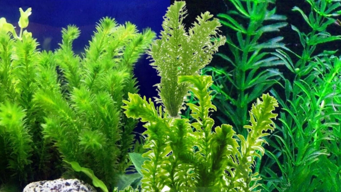 Элодея аквариумное растение