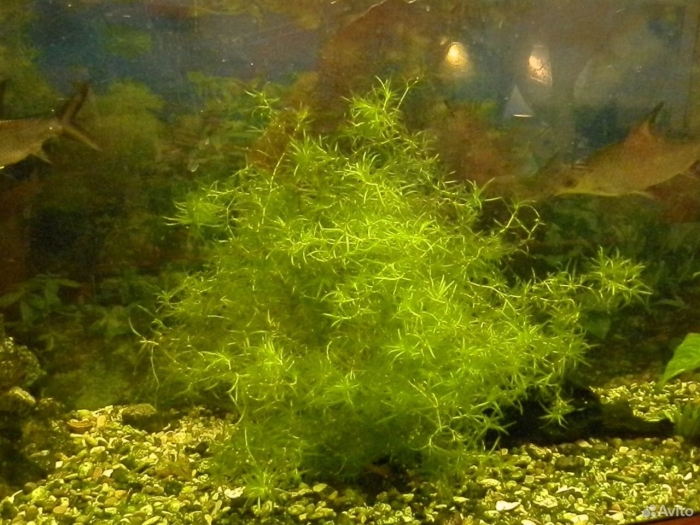 Мох яванский аквариумное