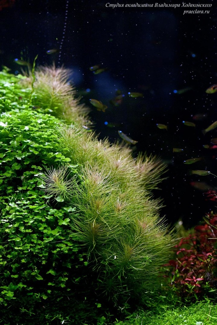 Погостемон эректус аквариумное