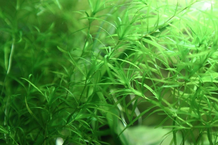 Наяс аквариумное растение