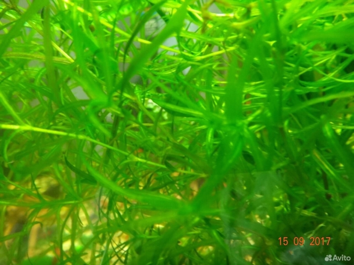 Наяда наяс аквариумное растение