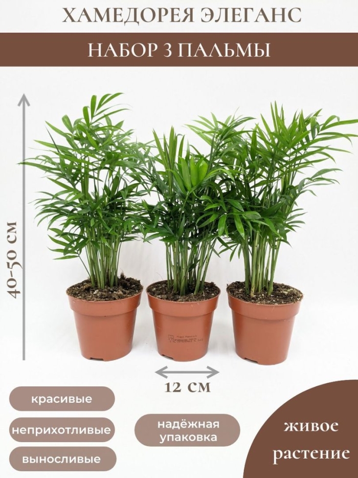 Пальма хамедорея элеганс