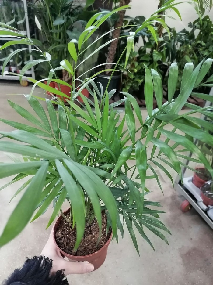 Пальма хамедорея изящная