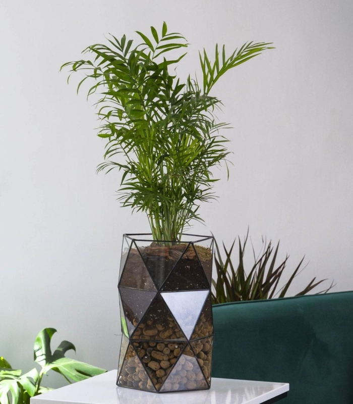 Хамедорея комнатный цветок