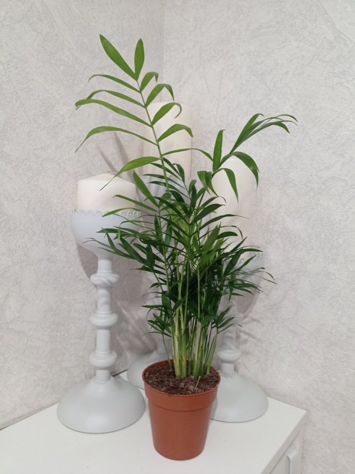 Пальма хамедорея