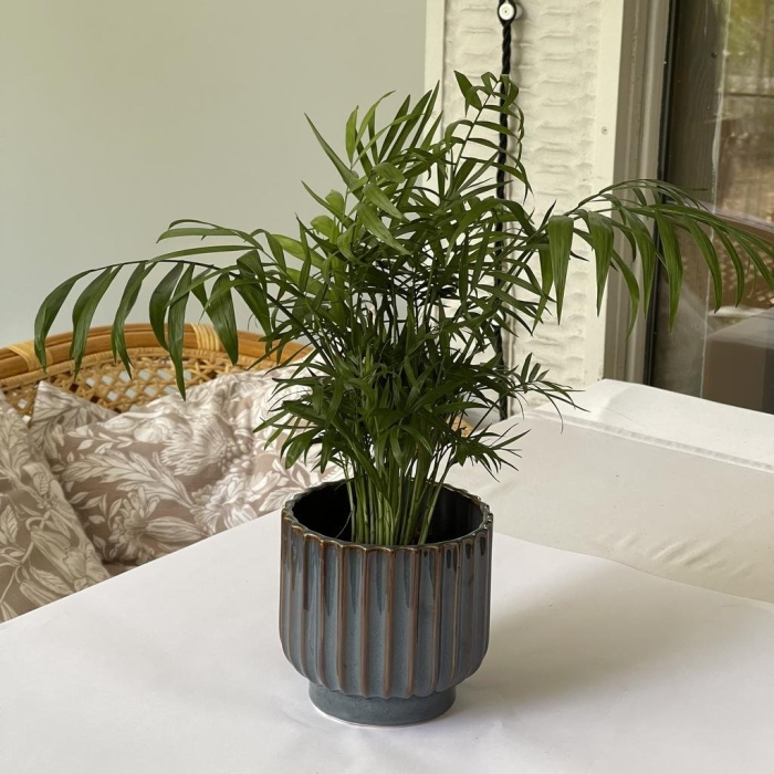 Дипсис хамедорея