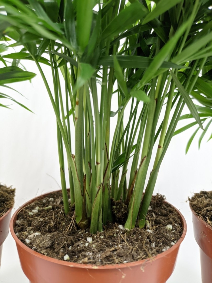 Хамедорея комнатное растение