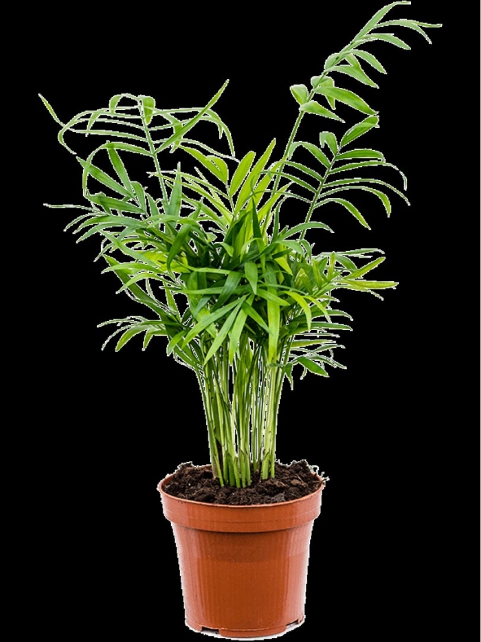 Хамедорея elegans