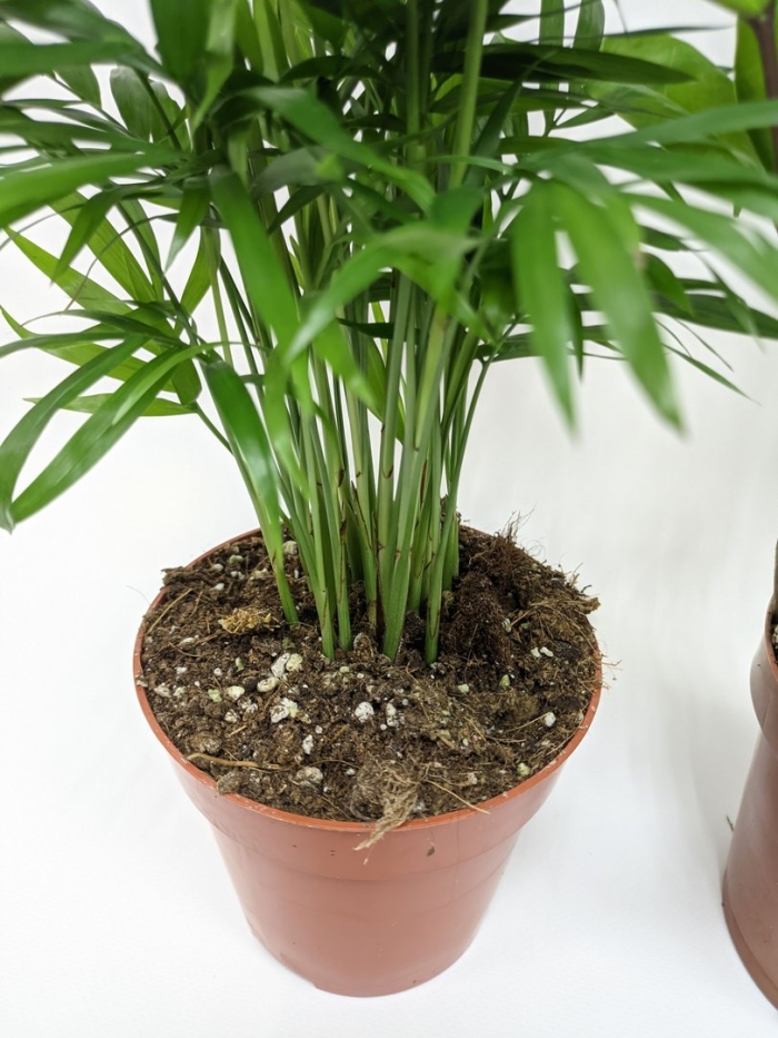 Хамедорея элеганс уход