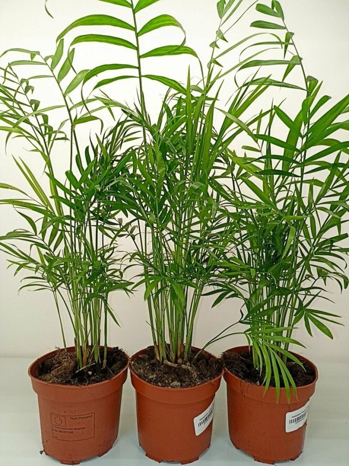 Хамедорея элеганс 35/9