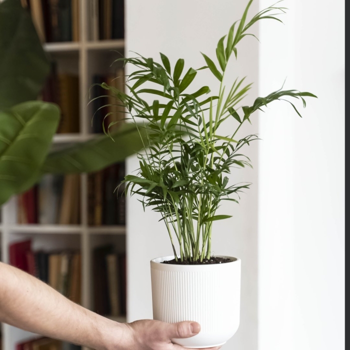 Хамедорея изящная