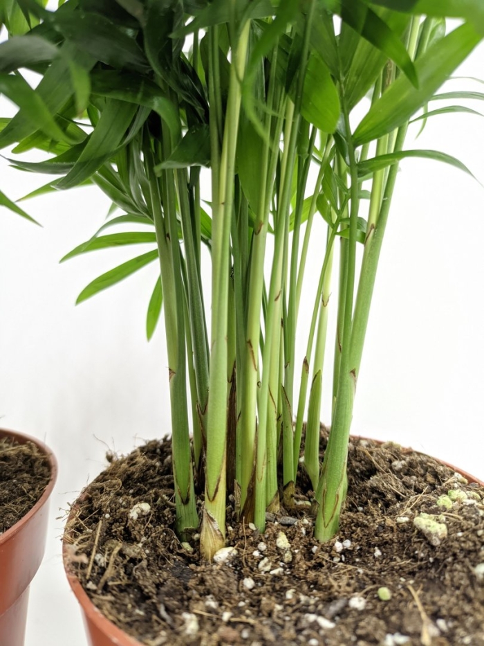 Хамедорея элеганс