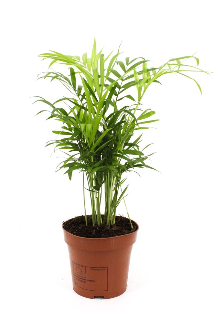 Хамедорея элеганс d17