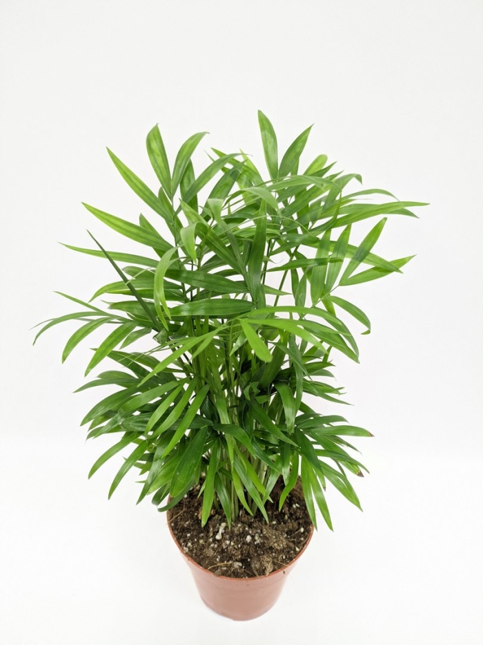 Горшечное растение