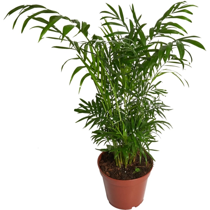Пальма хамедорея элеганс