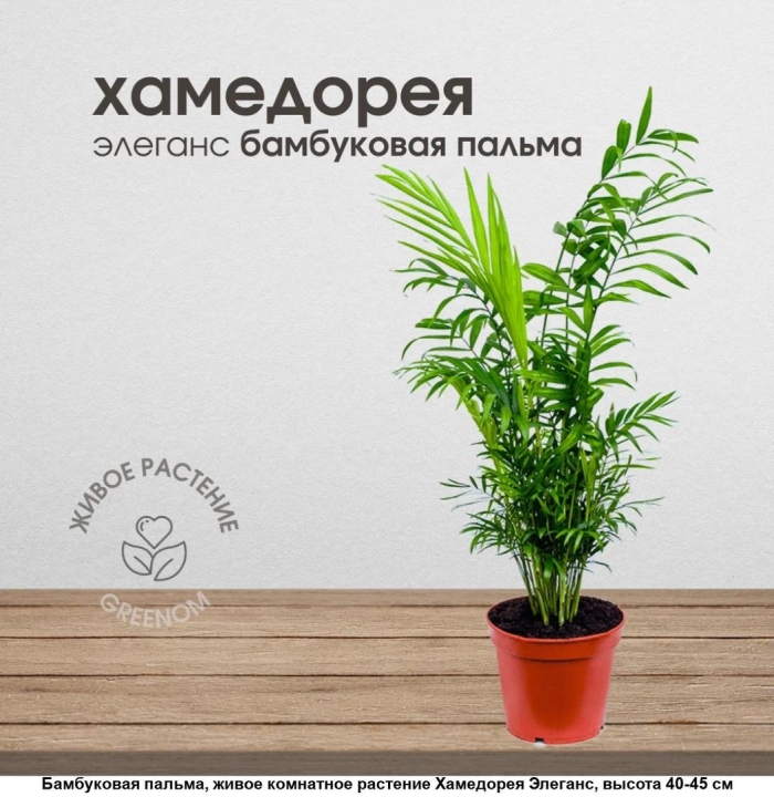 Пальма хамедорея элеганс
