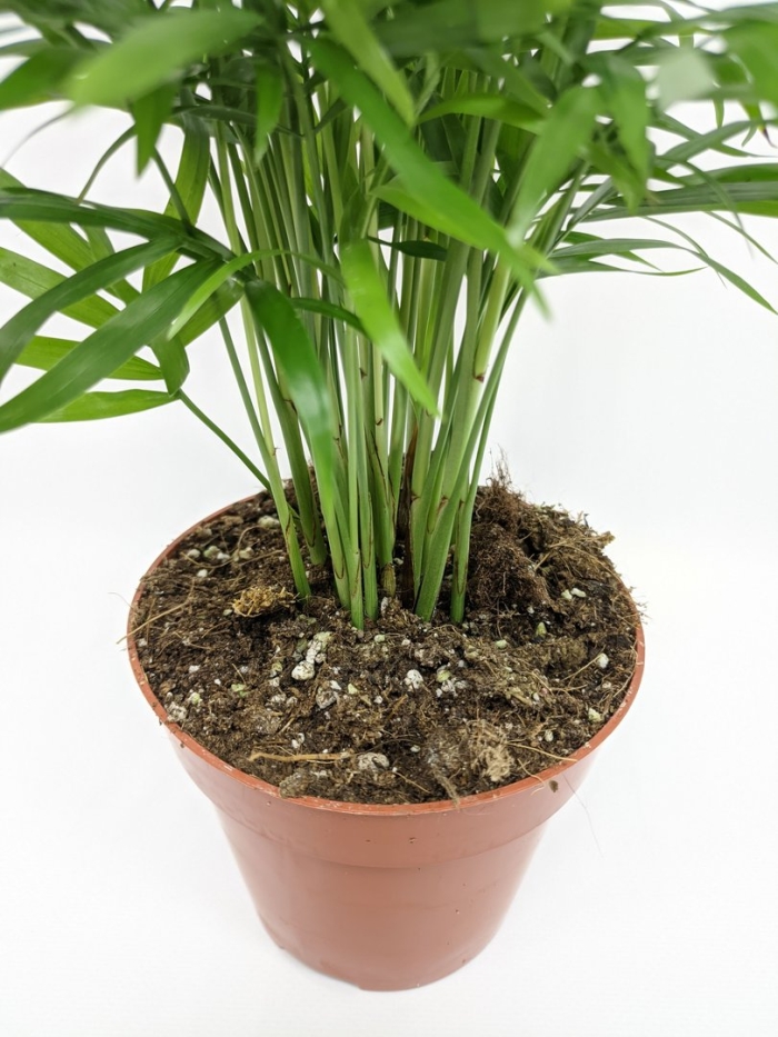 Хамедорея элеганс