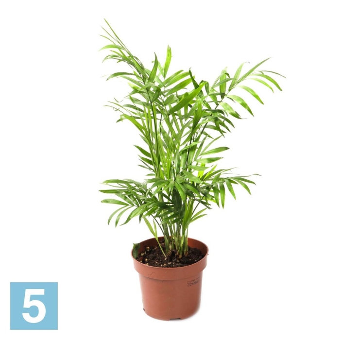 Хамедорея арека