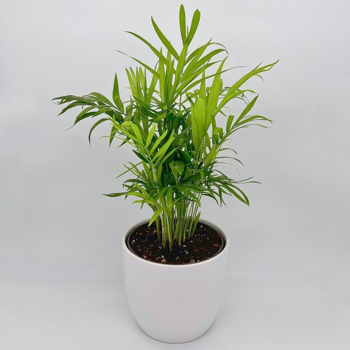 Хамедорея элеганс