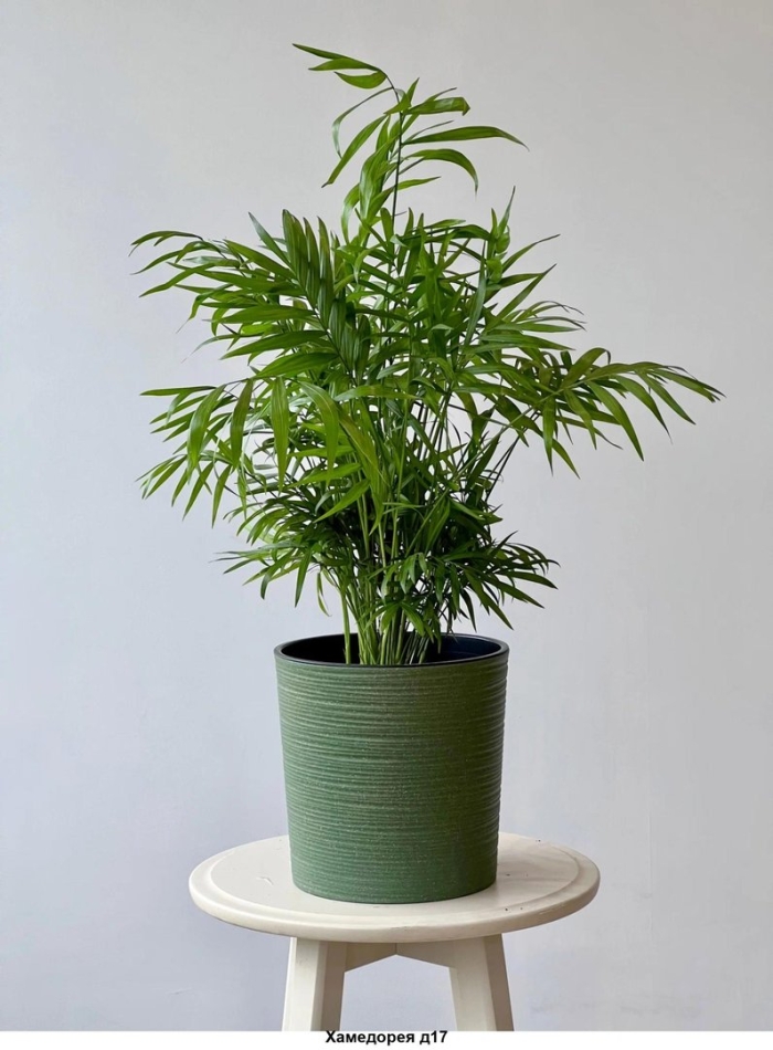 Хамедорея бридбл