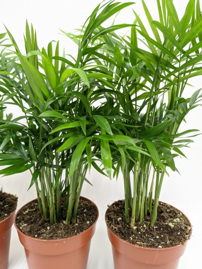 Хамедорея зейфрица