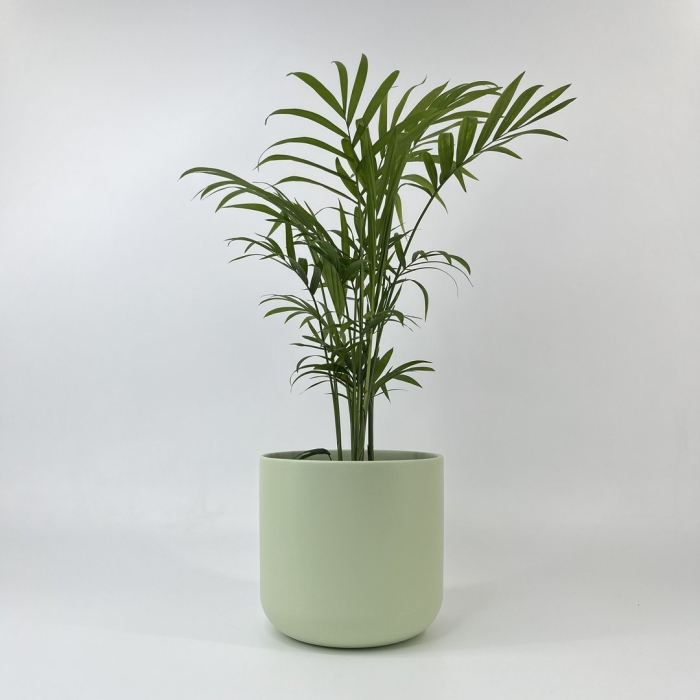 Комнатное растение хамедорея