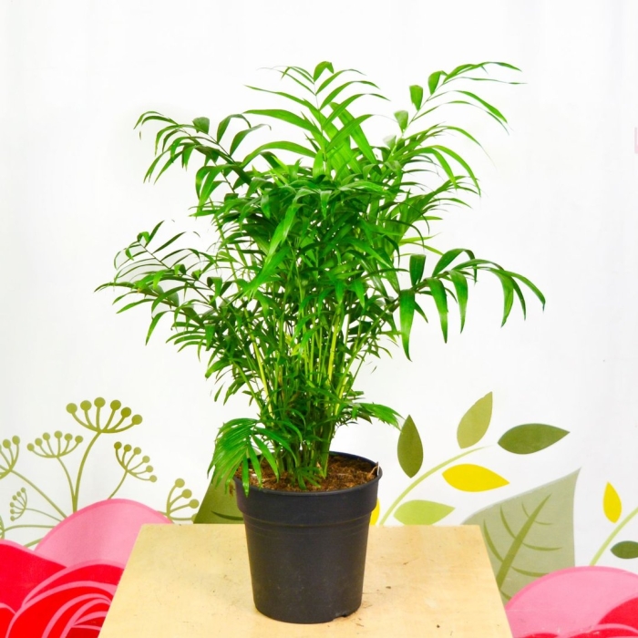 Хамедорея пальма