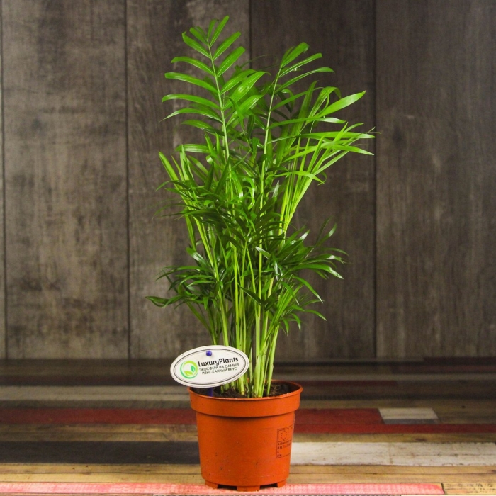 Цветок хамедорея