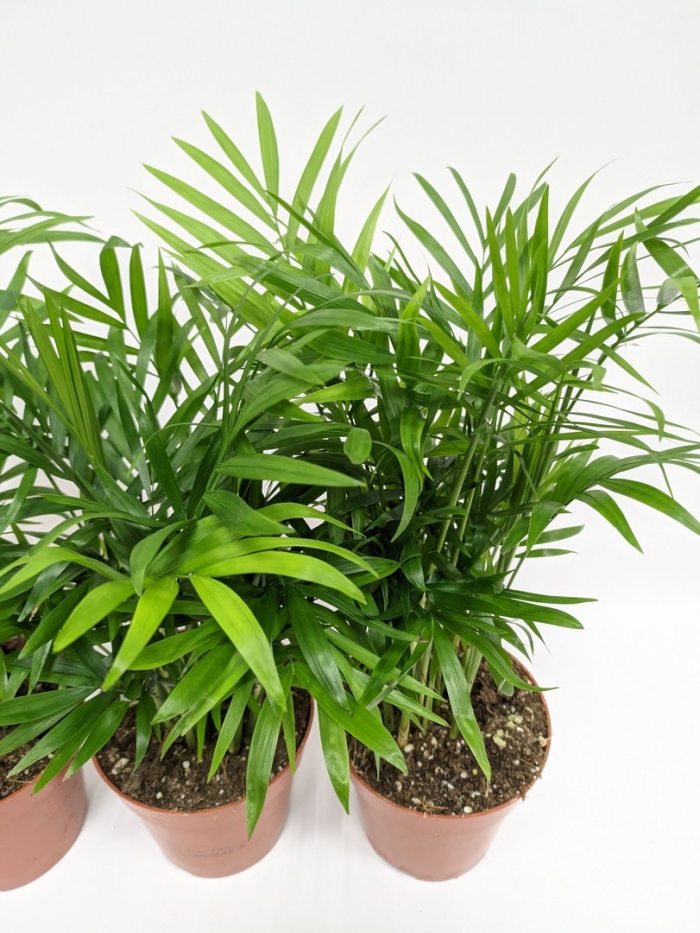 Хамедорея растение