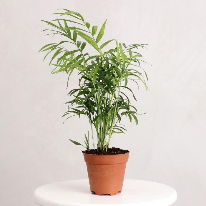 Хамедорея изящная элеганс