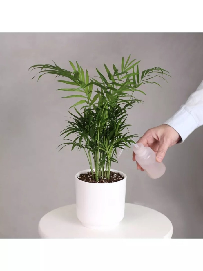 Пальма хамедорея