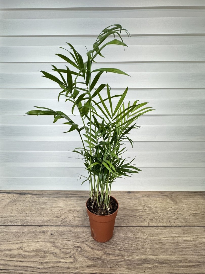 Растение хамедорея