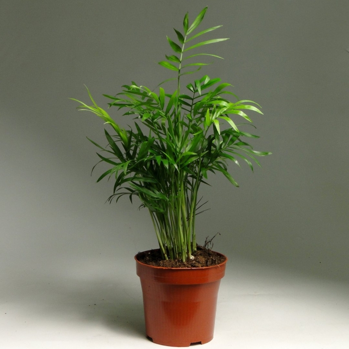 Цветок хамедорея