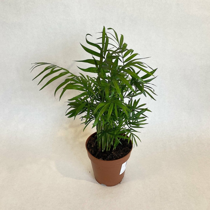 Хамедорея элеганс