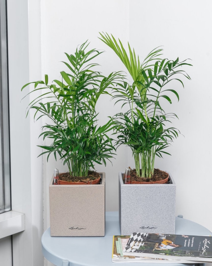 Хамедорея элеганс в интерьере