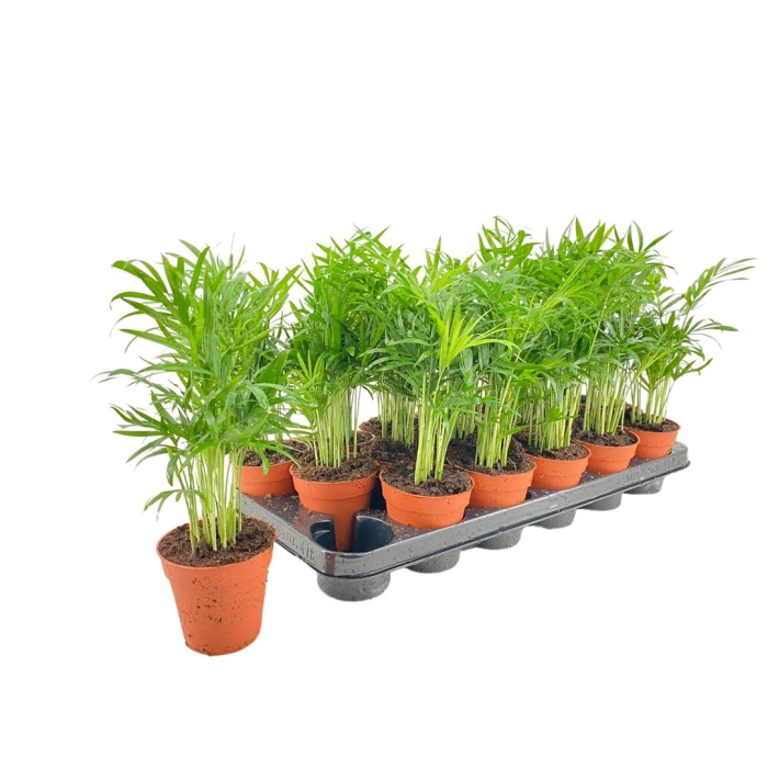 Хамедорея elegans d9 h30