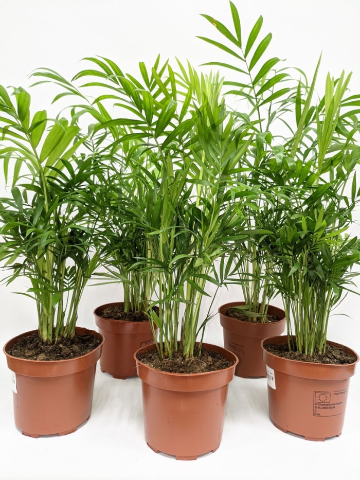 Хамедорея elegans