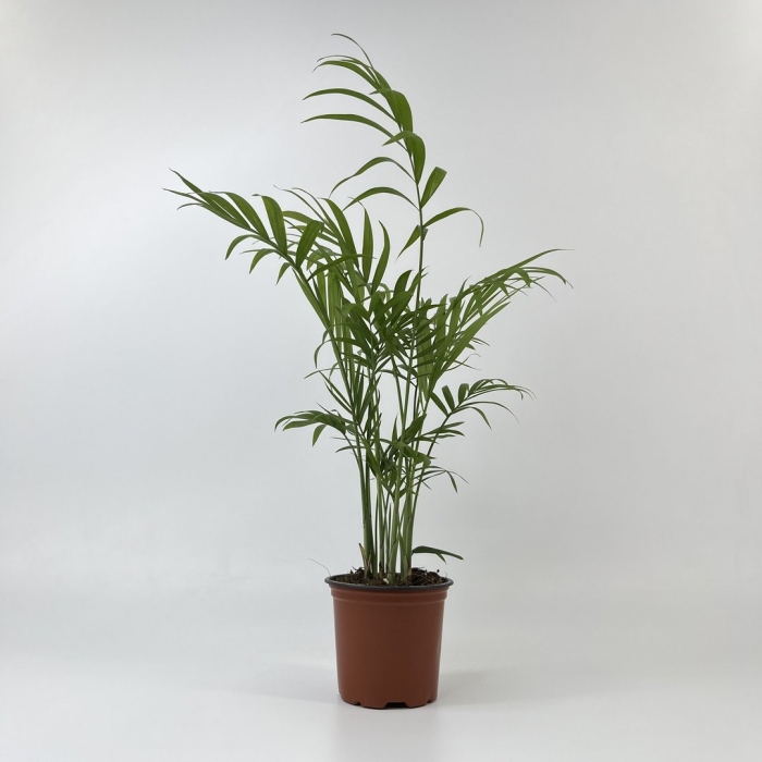 Хамедорея элеганс 9/30