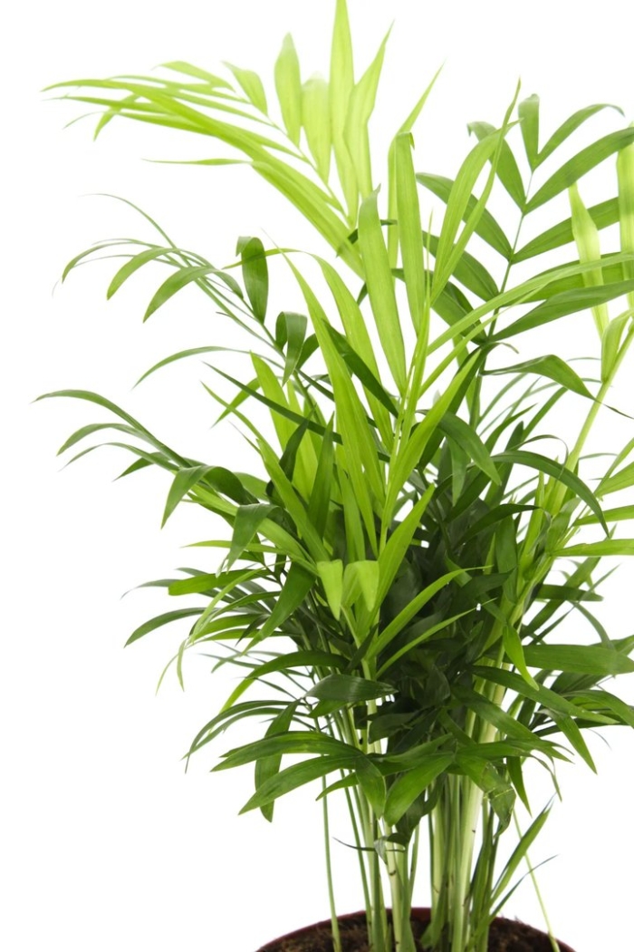 Хамедорея элеганс