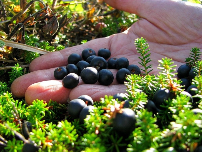 Водяника ягода