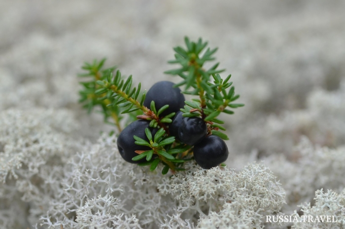 Ягода вороника карельская