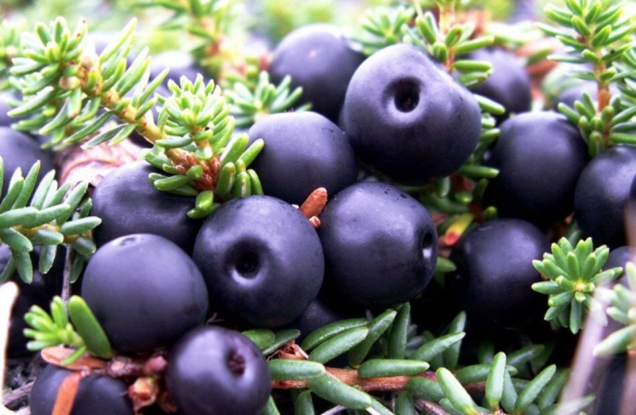 Ягода вороника