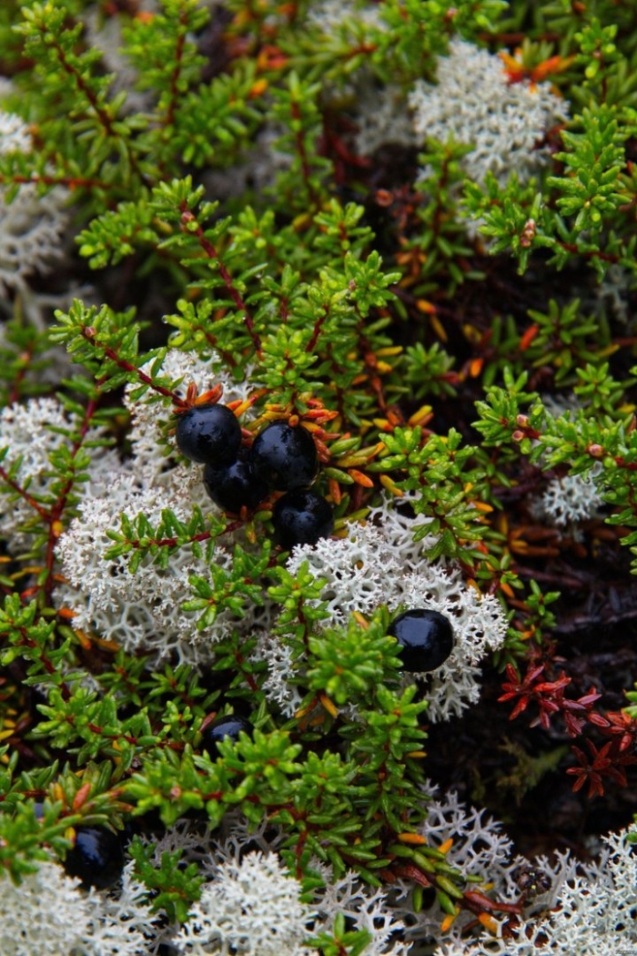 Вороника шикша